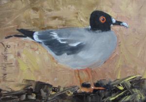The Swallowtaill Gull by Barbara Haviland